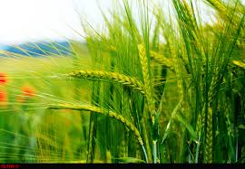 تسهیلات بانک سینا برای حمایت از بخش کشاورزی
